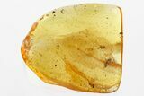 Hairy Fungus Beetle (Mycetophagidae) in Baltic Amber #346608-1